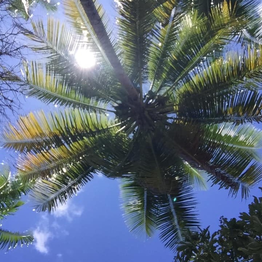 Meet your Posher, Sylvester